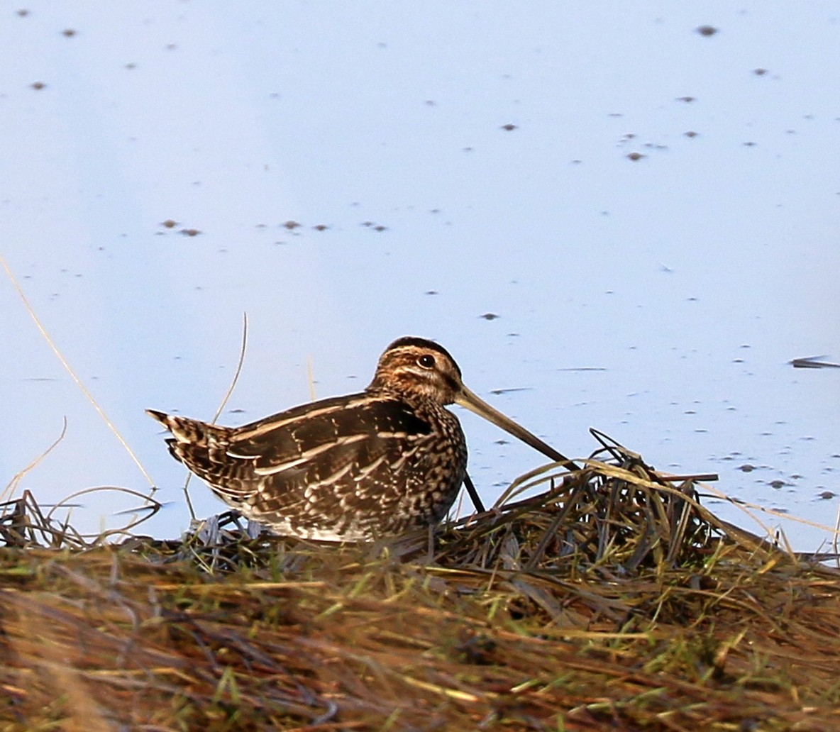 Wilson's Snipe - ML646137607