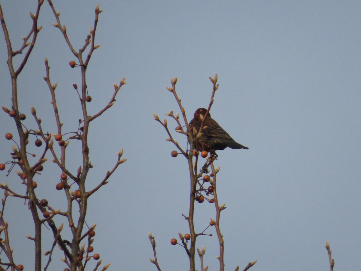 kanadatrupial - ML646137608