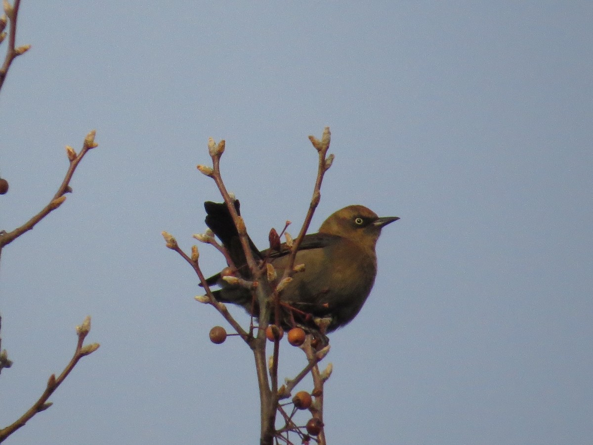 kanadatrupial - ML646137609