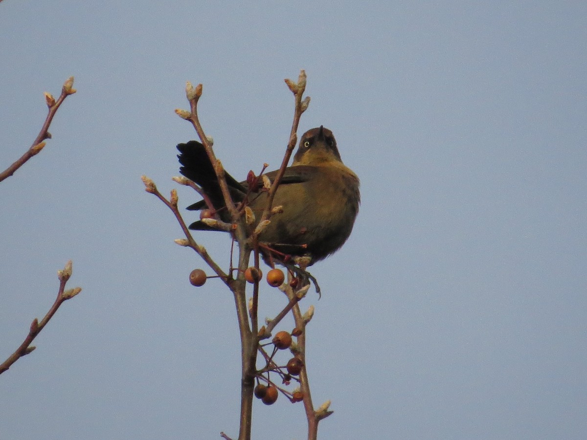 kanadatrupial - ML646137610