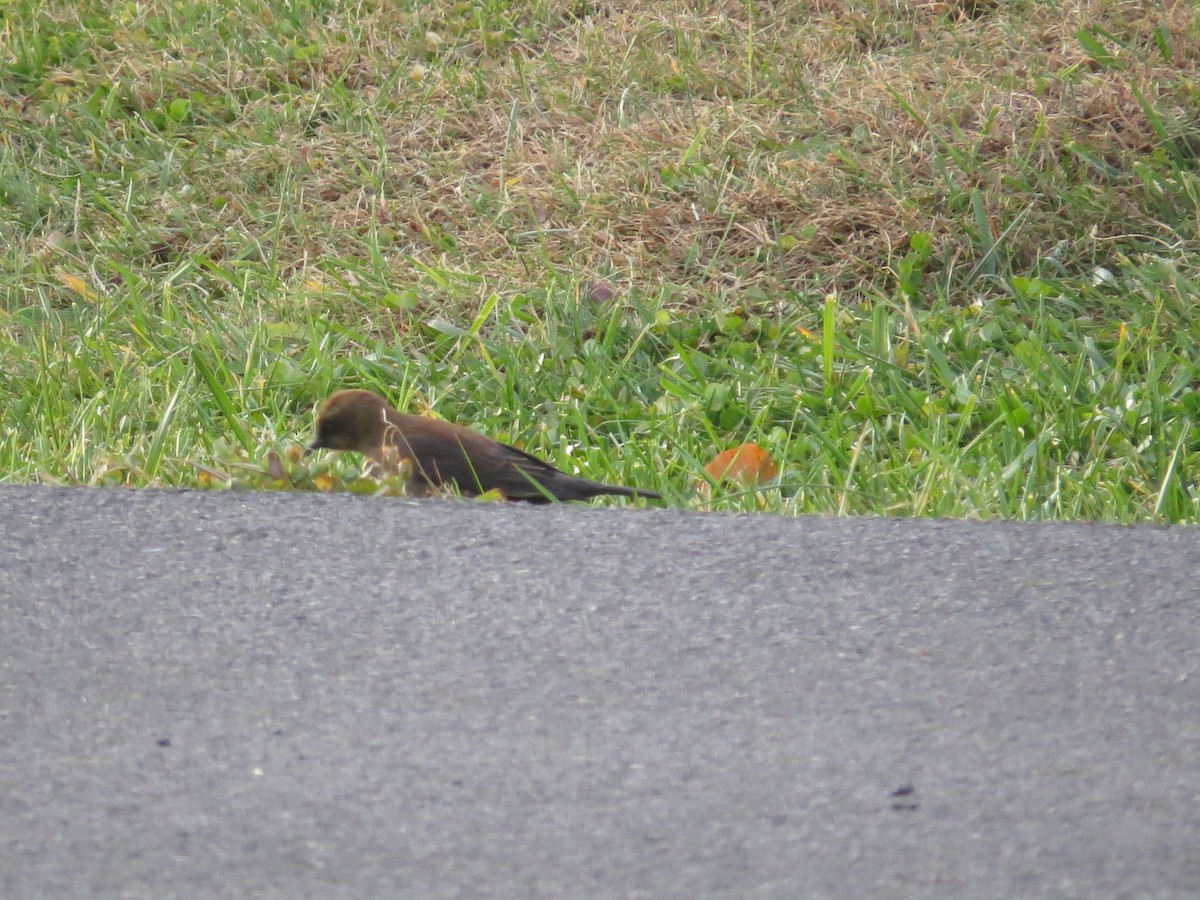 kanadatrupial - ML646137611