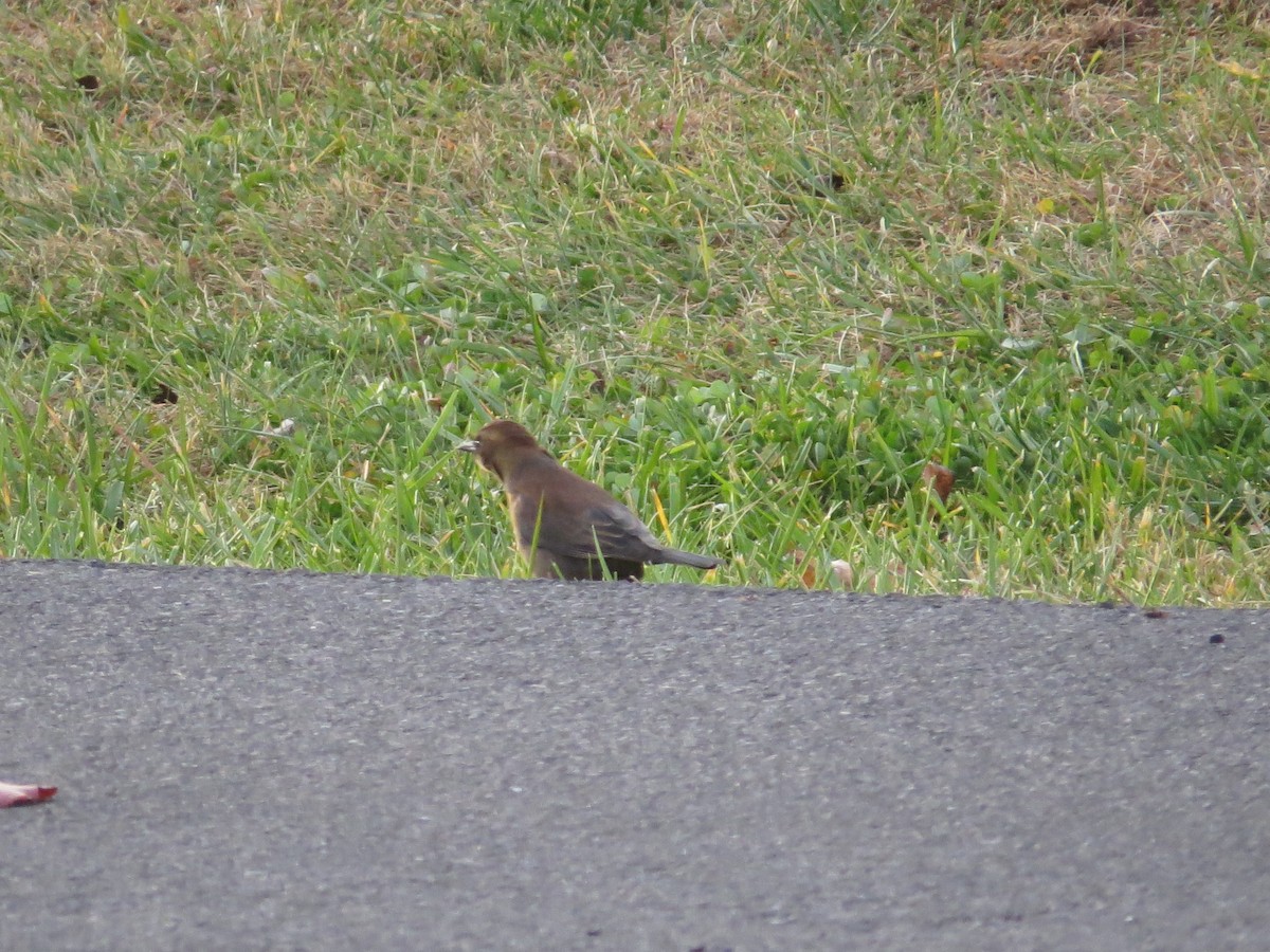 kanadatrupial - ML646137612