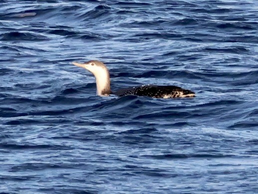 Red-throated Loon - ML646137613