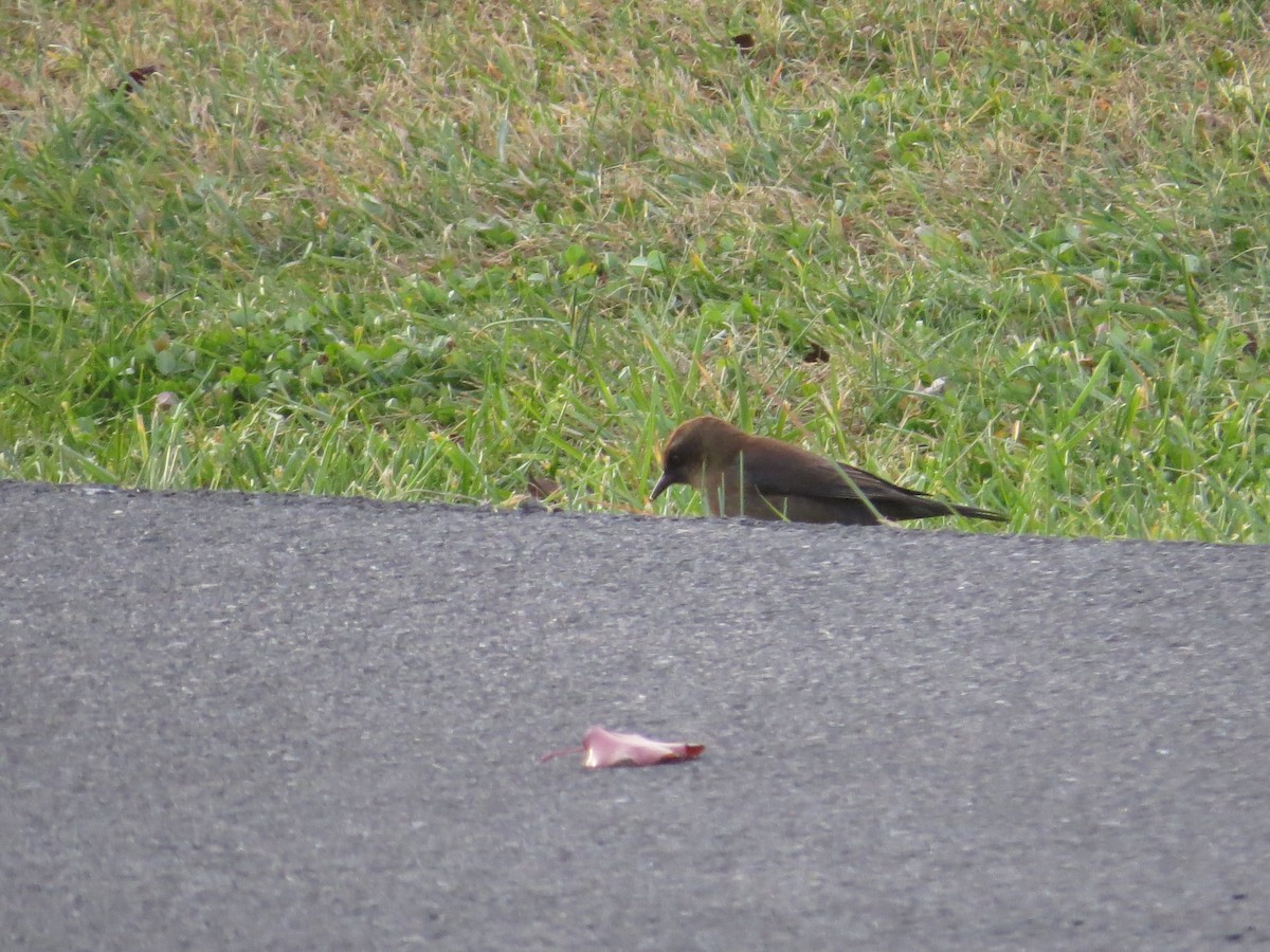 kanadatrupial - ML646137614