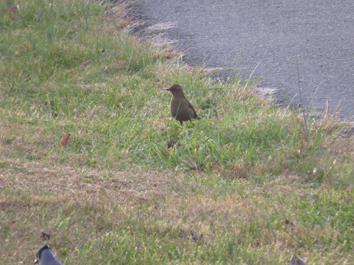 kanadatrupial - ML646137615