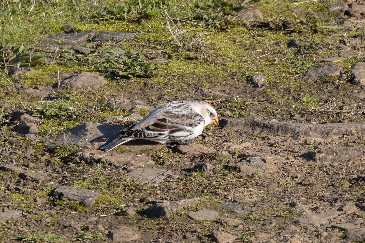 雪鵐 - ML646137616