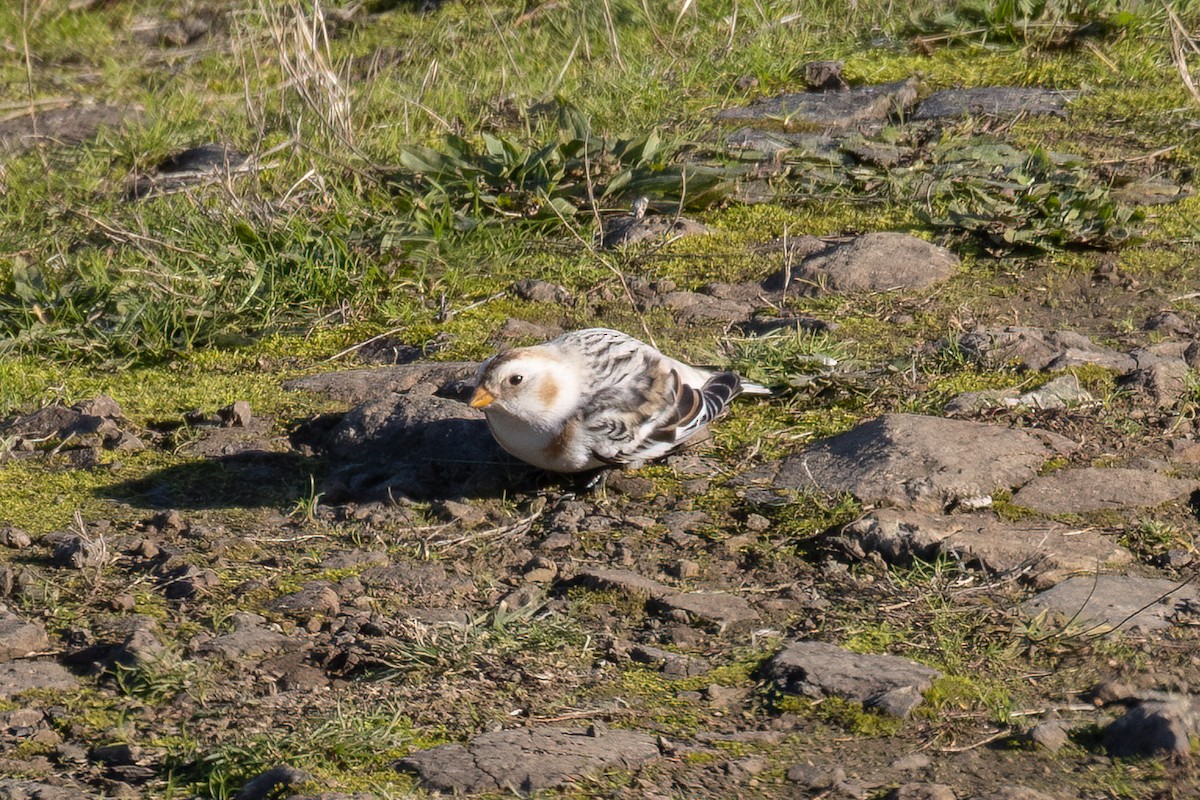 雪鵐 - ML646137617