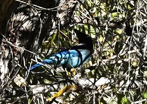Steller's Jay - ML646137626