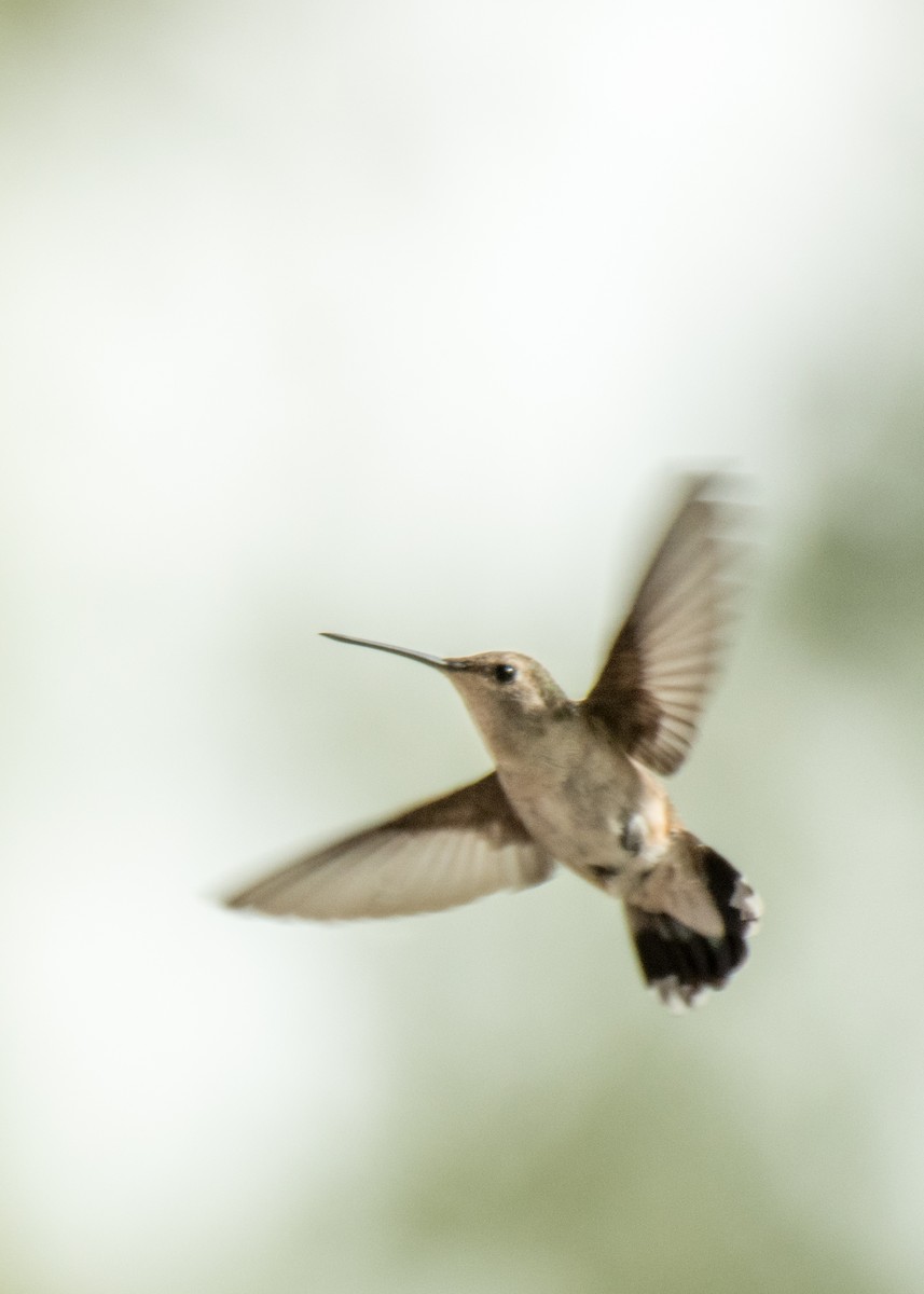 Black-chinned Hummingbird - ML646137636