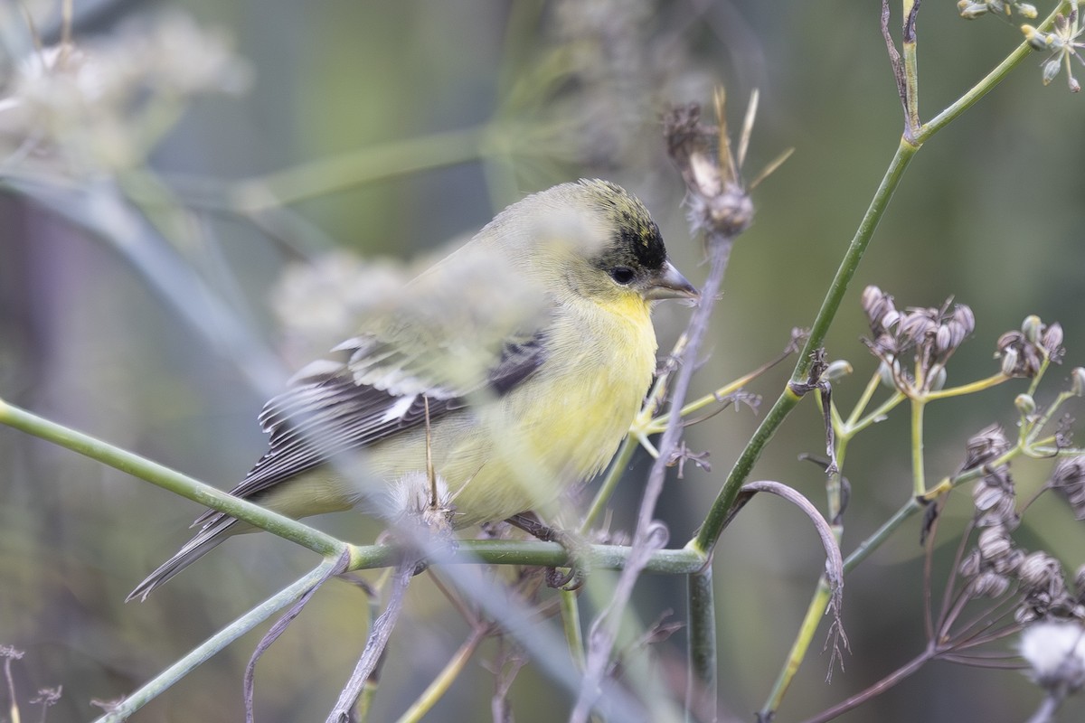 Lesser Goldfinch - ML646137637