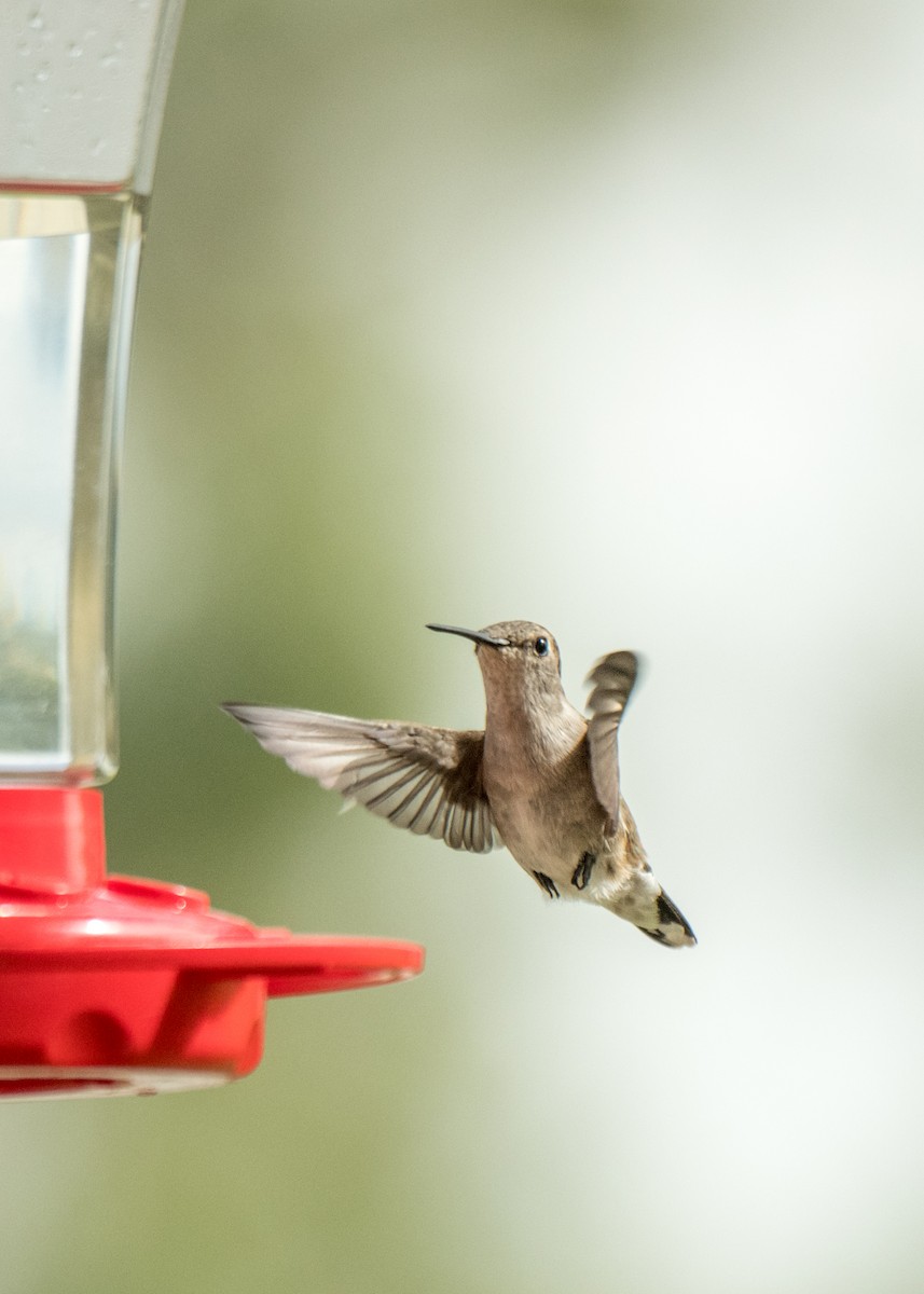 Black-chinned Hummingbird - ML646137638