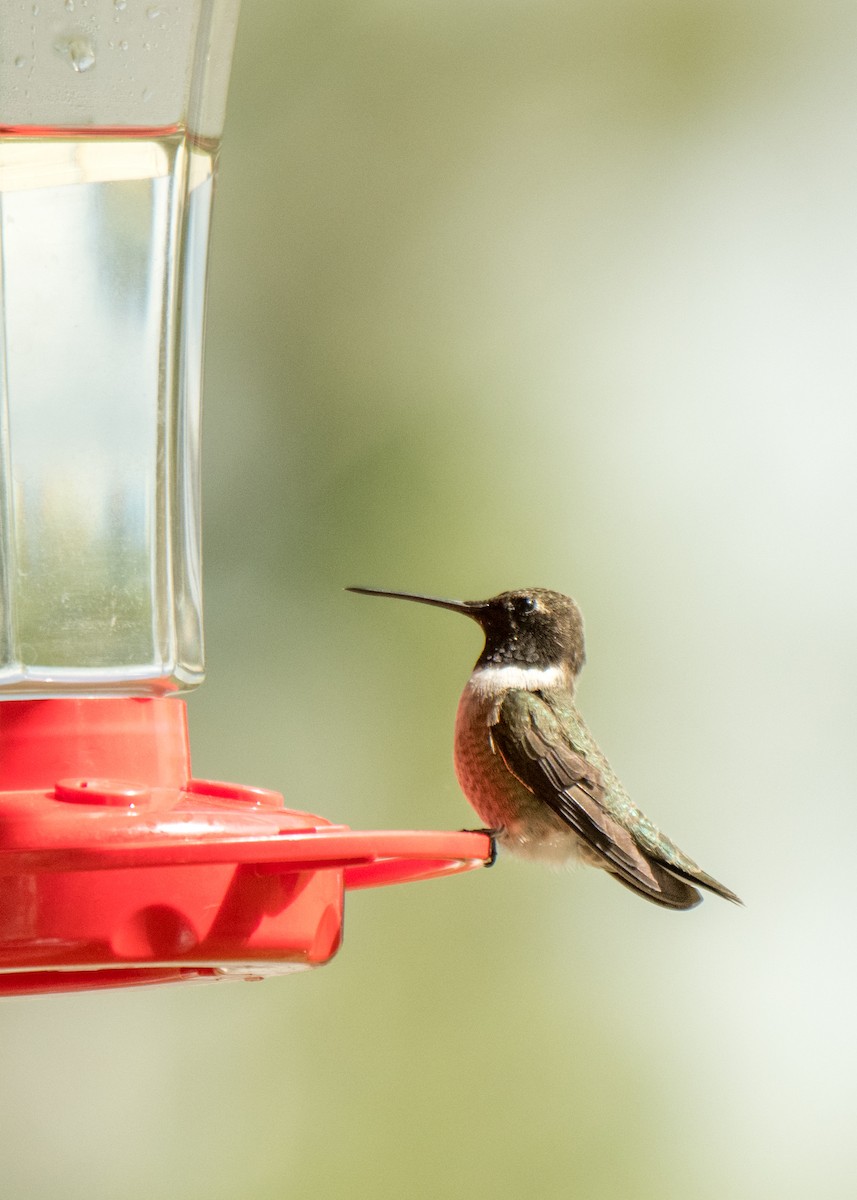Black-chinned Hummingbird - ML646137639