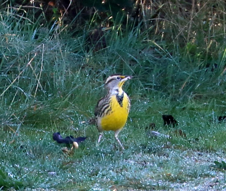 Western Meadowlark - ML646137640