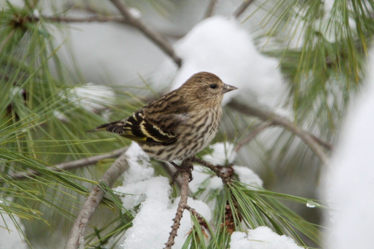 Pine Siskin - ML646137643