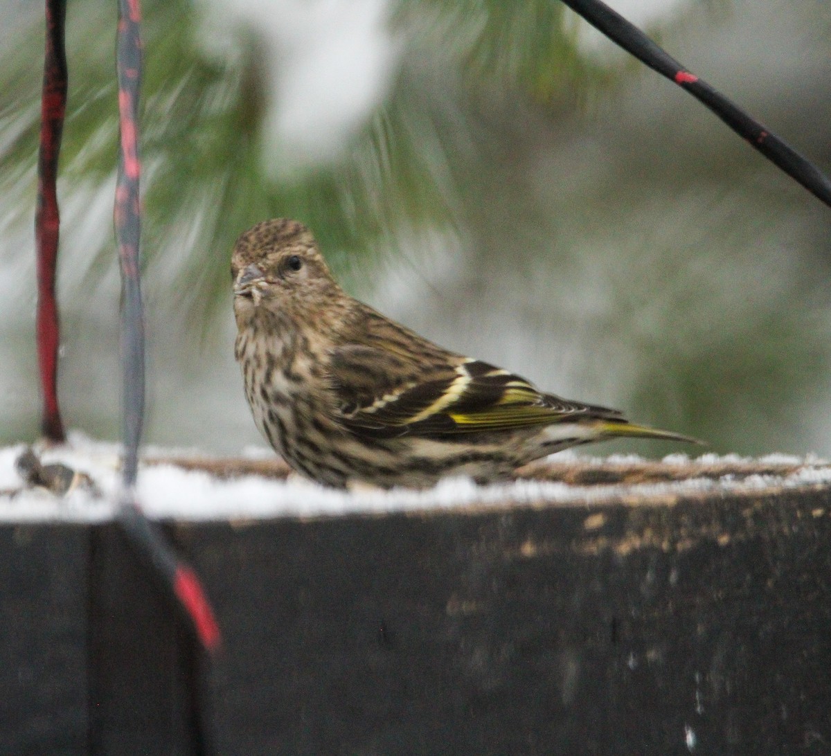 Pine Siskin - ML646137645