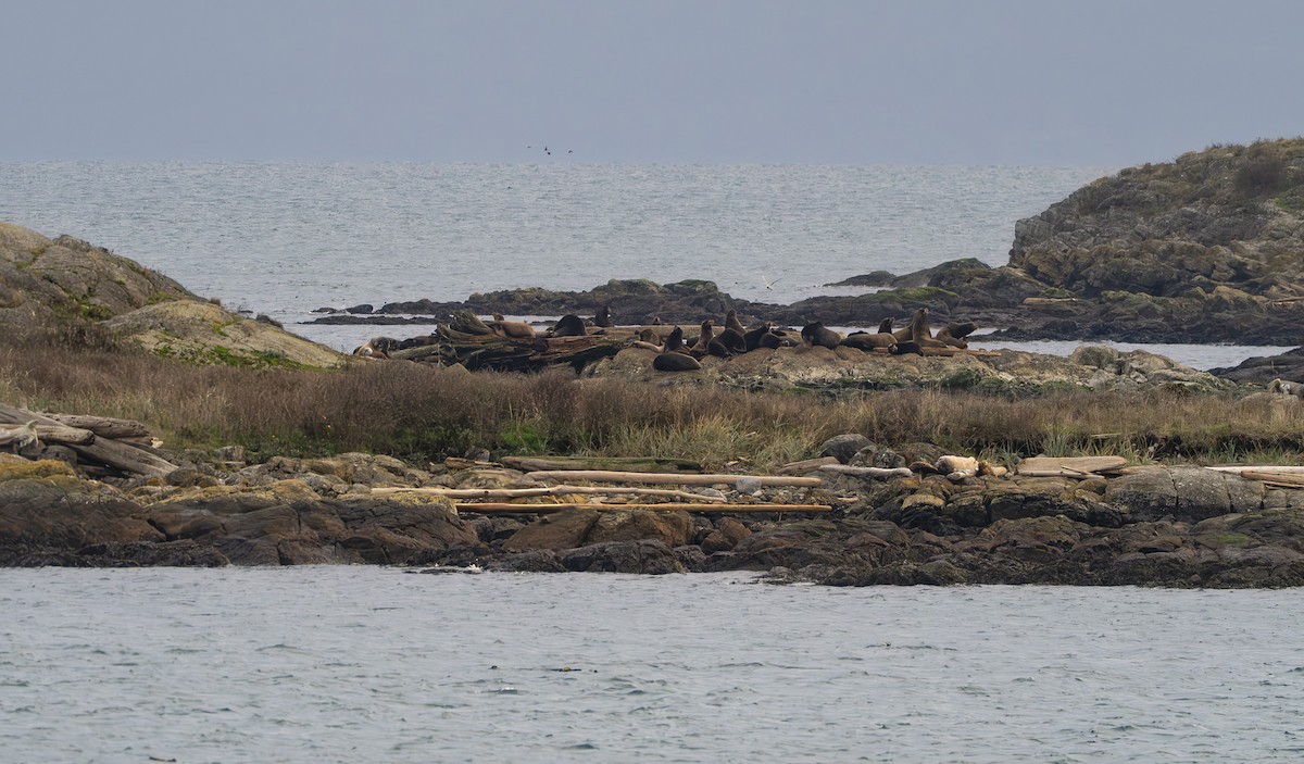 California Sea Lion - ML646137648