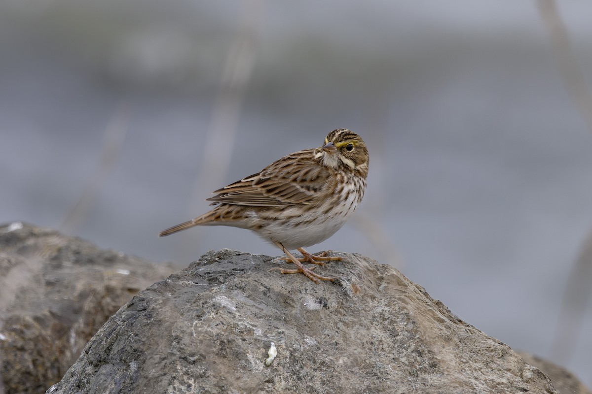 Savannah Sparrow - ML646137655