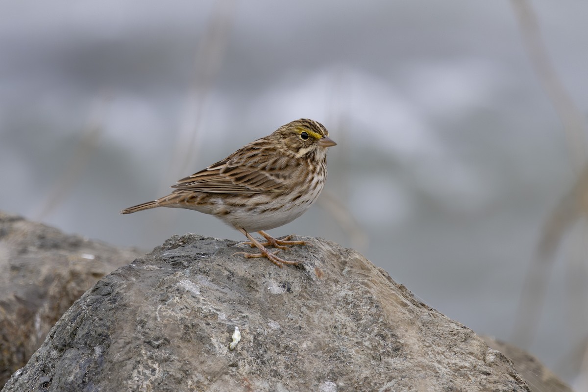Savannah Sparrow - ML646137656