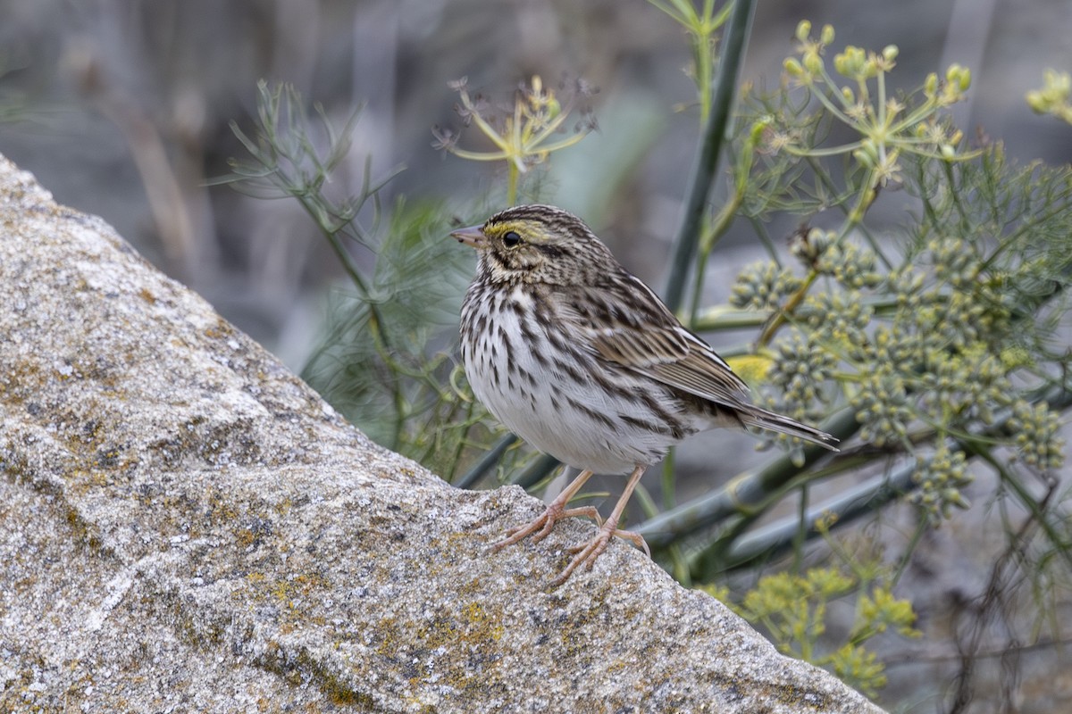 Savannah Sparrow - ML646137657