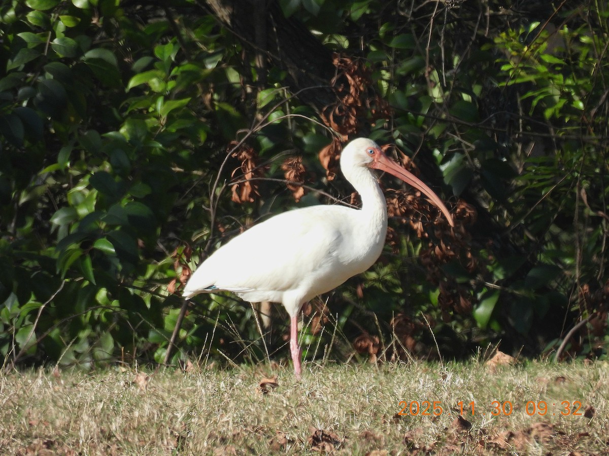 White Ibis - ML646137658
