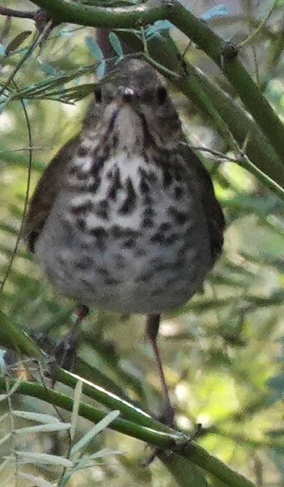 Hermit Thrush - ML646137660