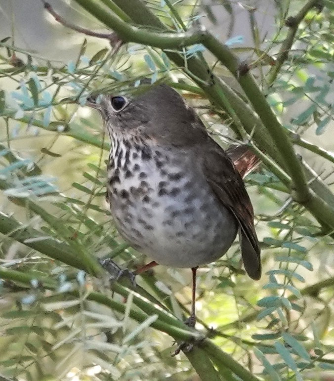 Hermit Thrush - ML646137661