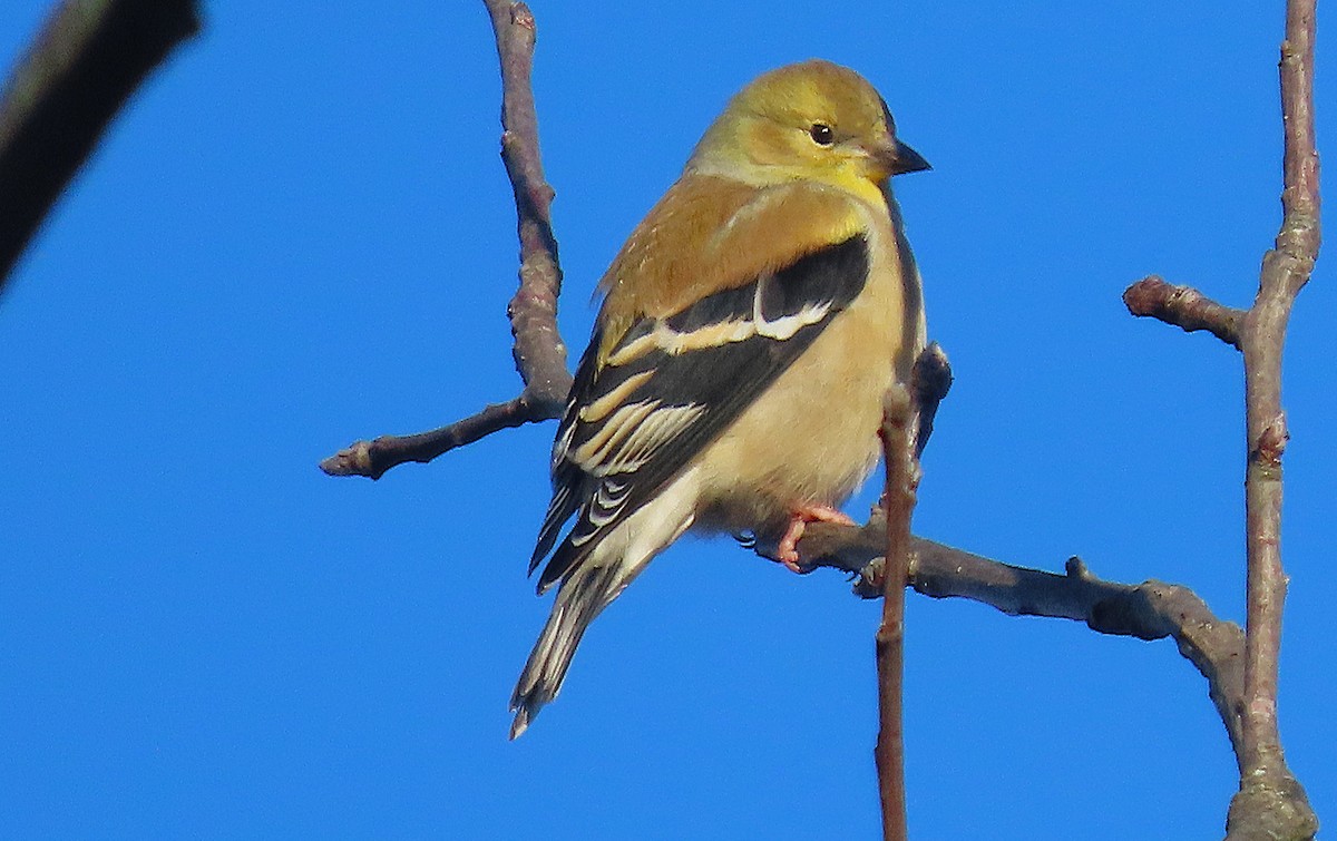 American Goldfinch - ML646137667