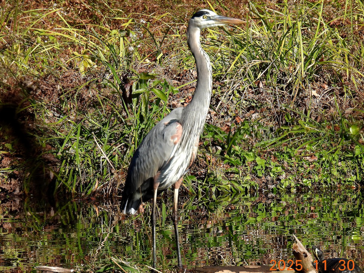 Great Blue Heron - ML646137670