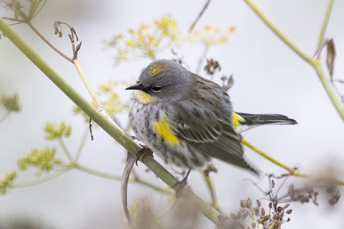 Yellow-rumped Warbler - ML646137672