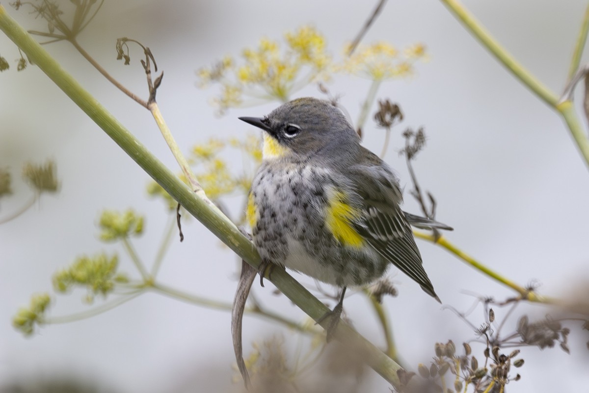 Yellow-rumped Warbler - ML646137673