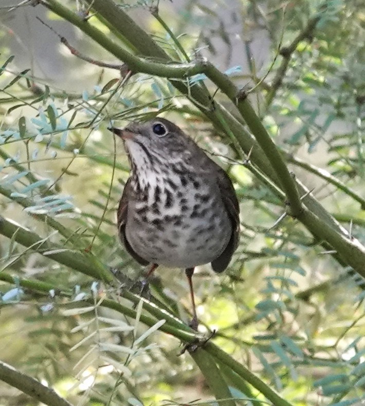 Hermit Thrush - ML646137680