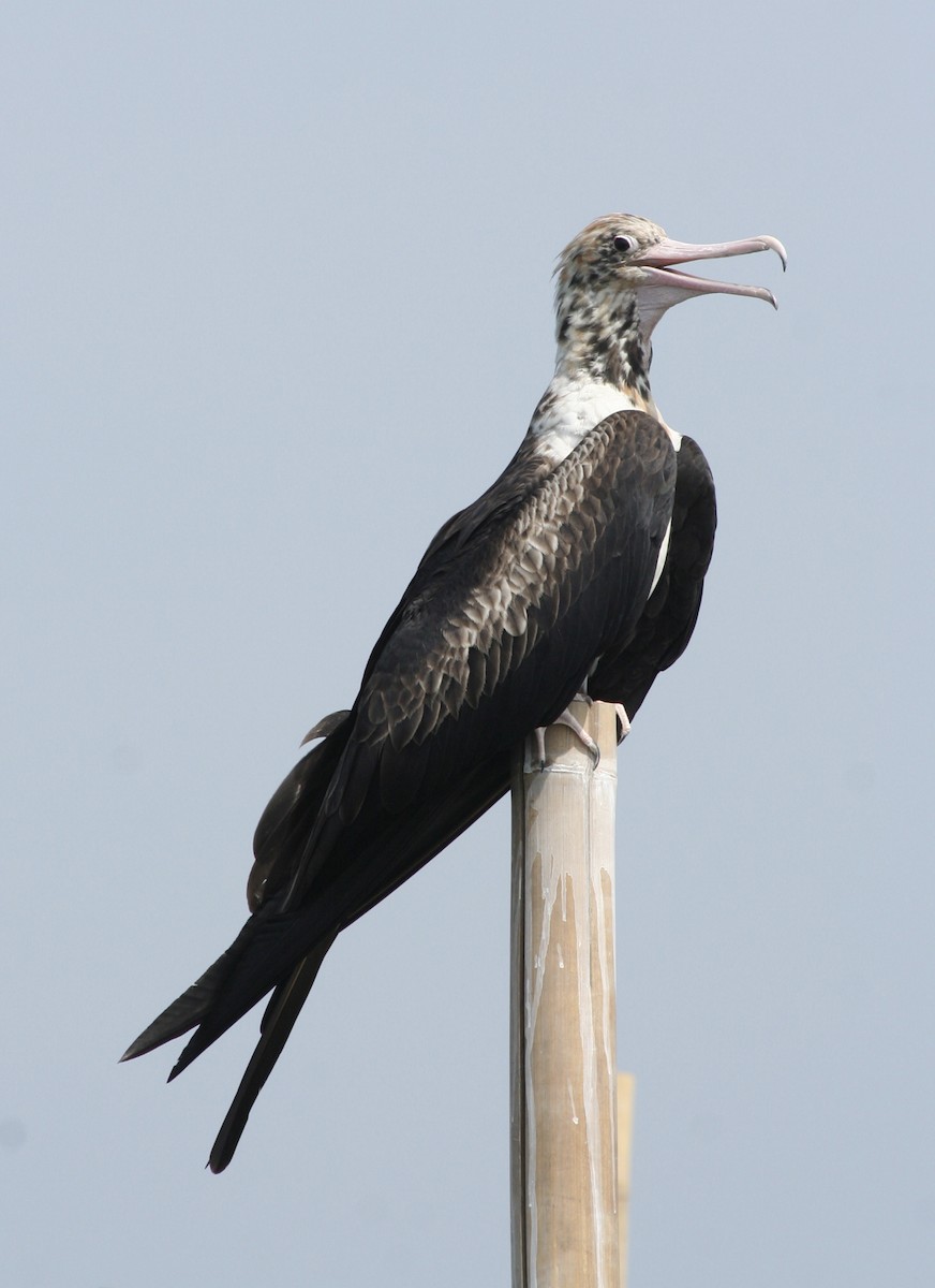 fregatka vánoční - ML646137696