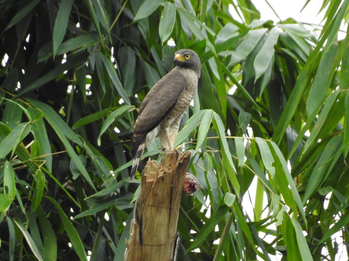 káně krahujová - ML646137702