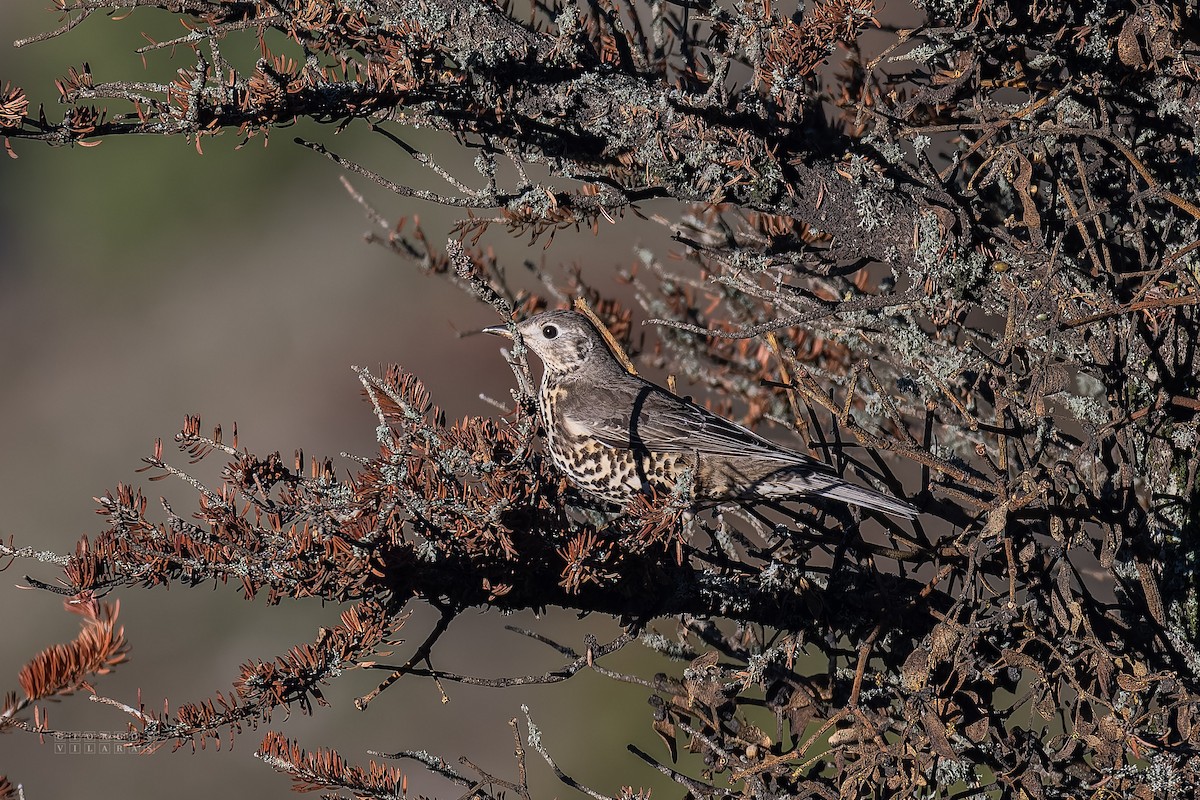 Mistle Thrush - ML646137706