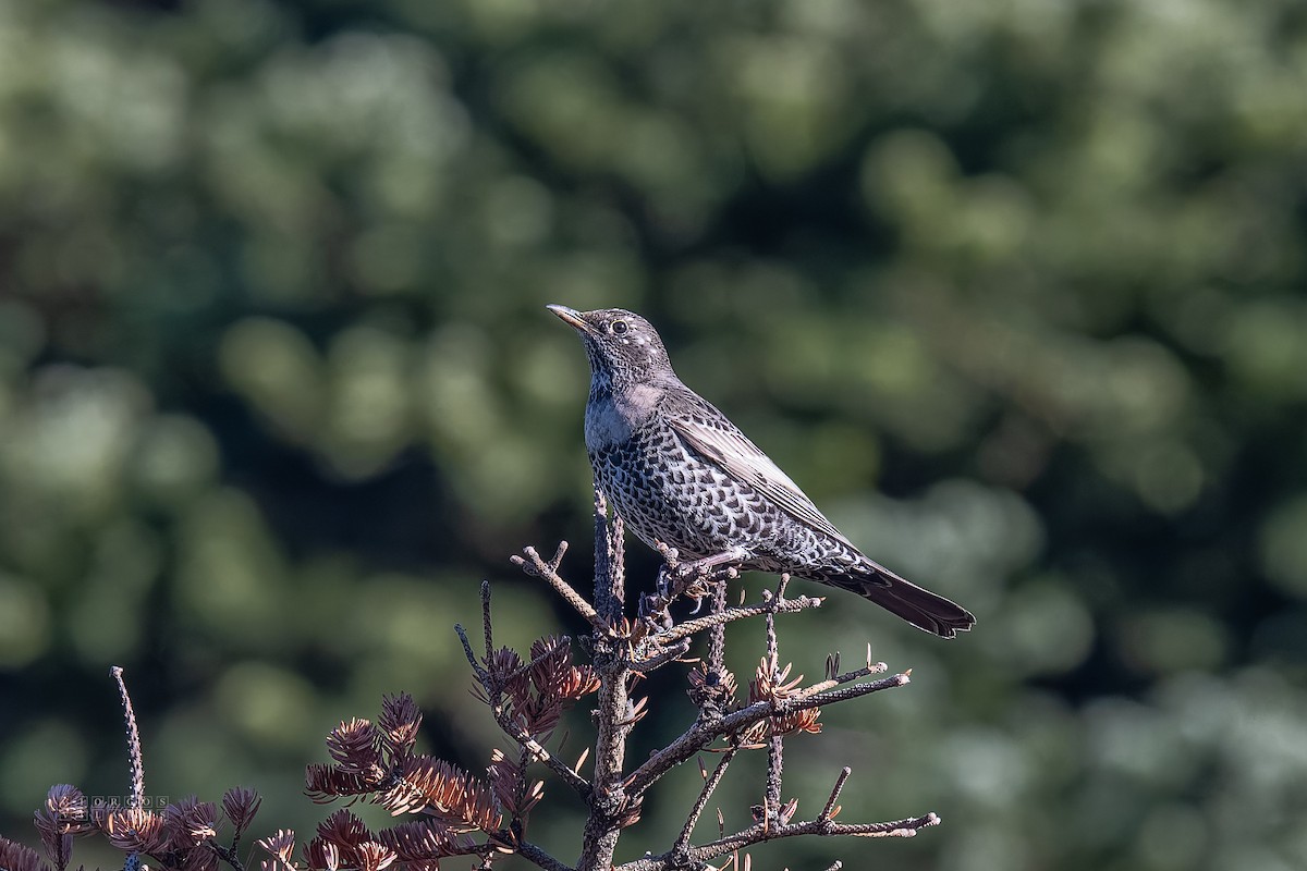 Ring Ouzel - ML646137712