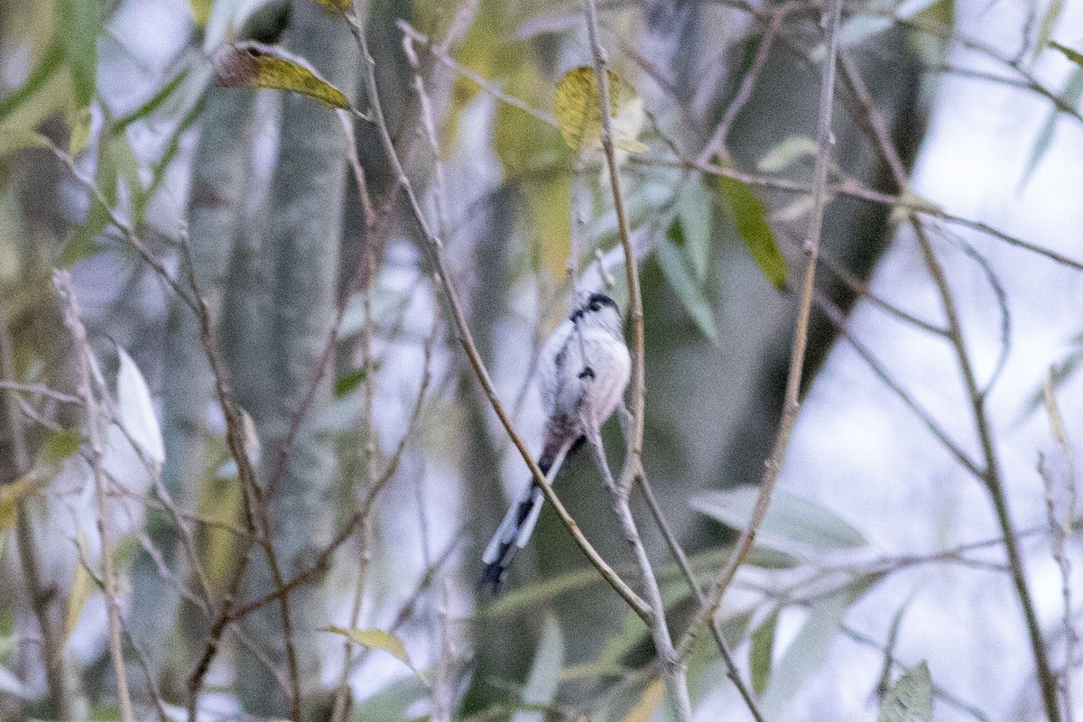 Long-tailed Tit - ML646137714
