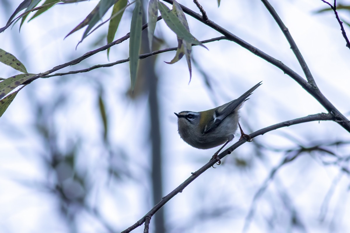 Common Firecrest - ML646137717
