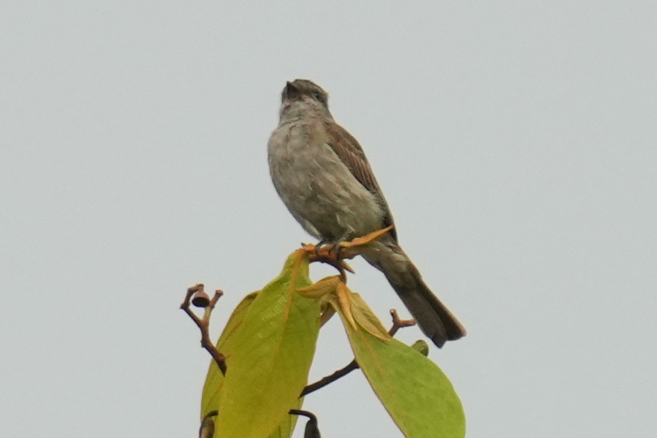 Crowned Slaty Flycatcher - ML646137719