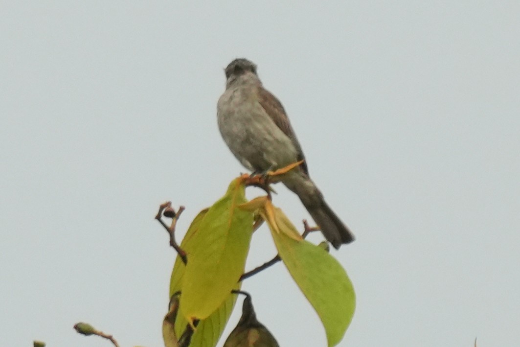 Crowned Slaty Flycatcher - ML646137720