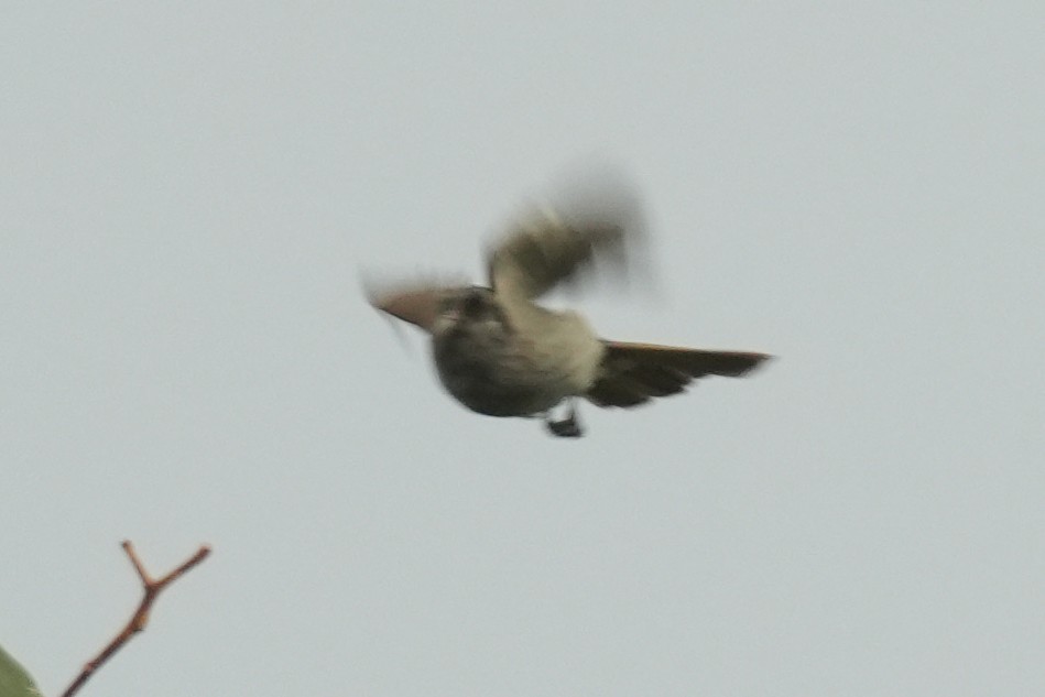 Crowned Slaty Flycatcher - ML646137721