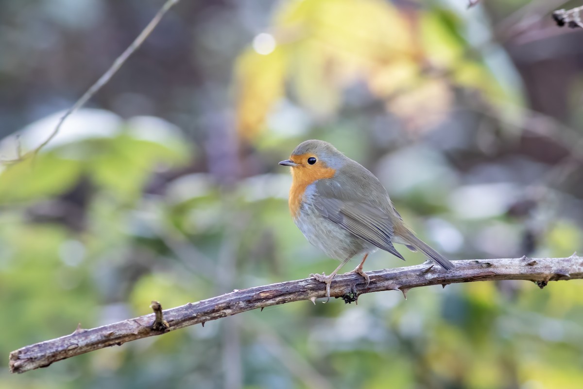 European Robin - ML646137726