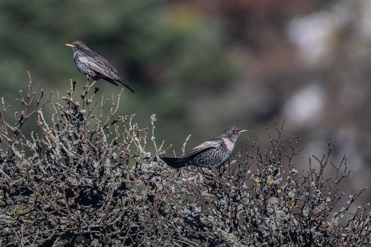 Ring Ouzel - ML646137728