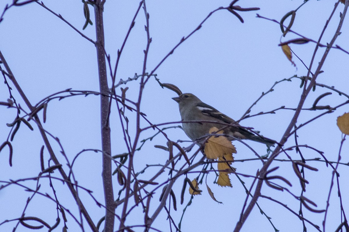 Common Chaffinch - ML646137730