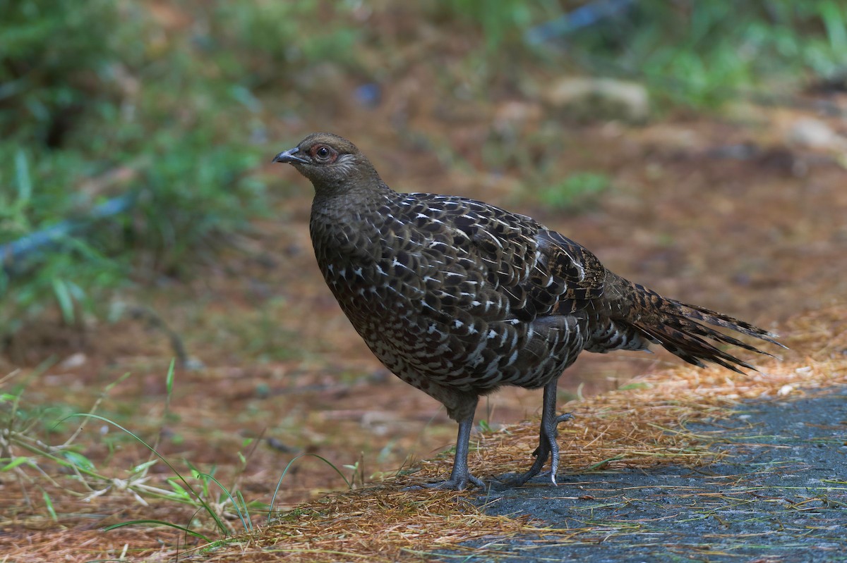Mikado Pheasant - ML646137731