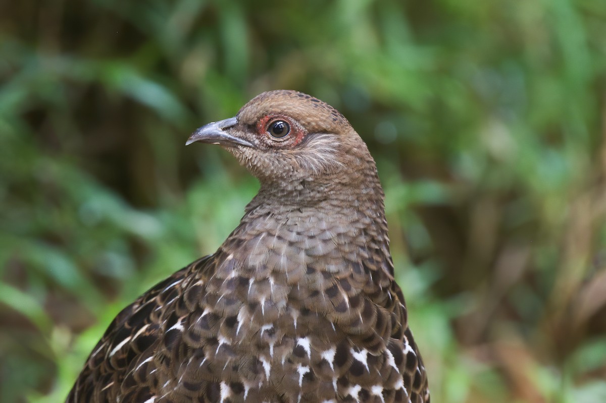 Mikado Pheasant - ML646137732