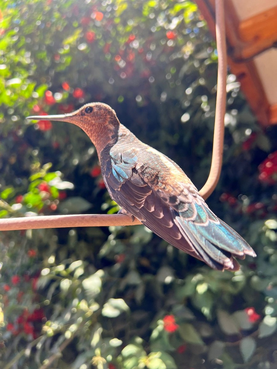 Giant Hummingbird - ML646137737