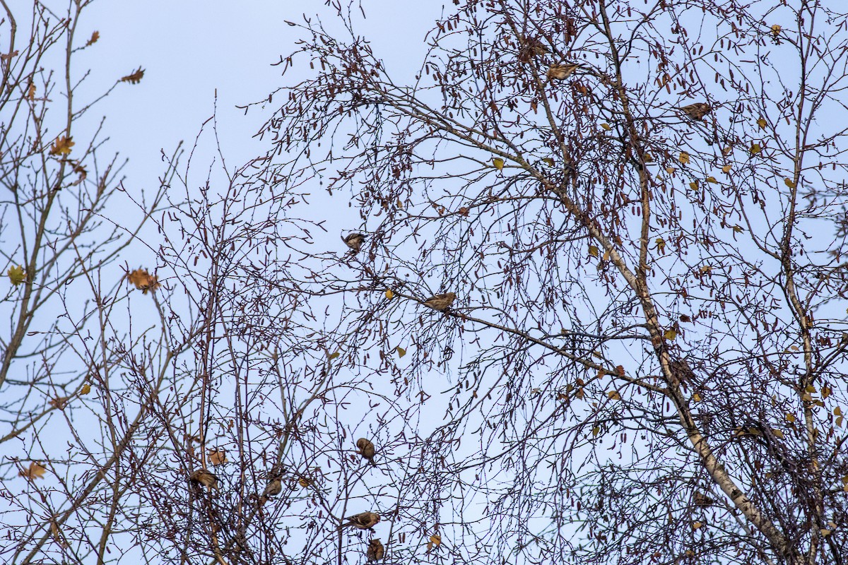 Redpoll - ML646137738