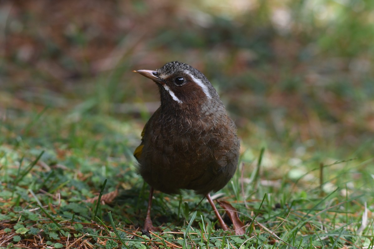 White-whiskered Laughingthrush - ML646137743