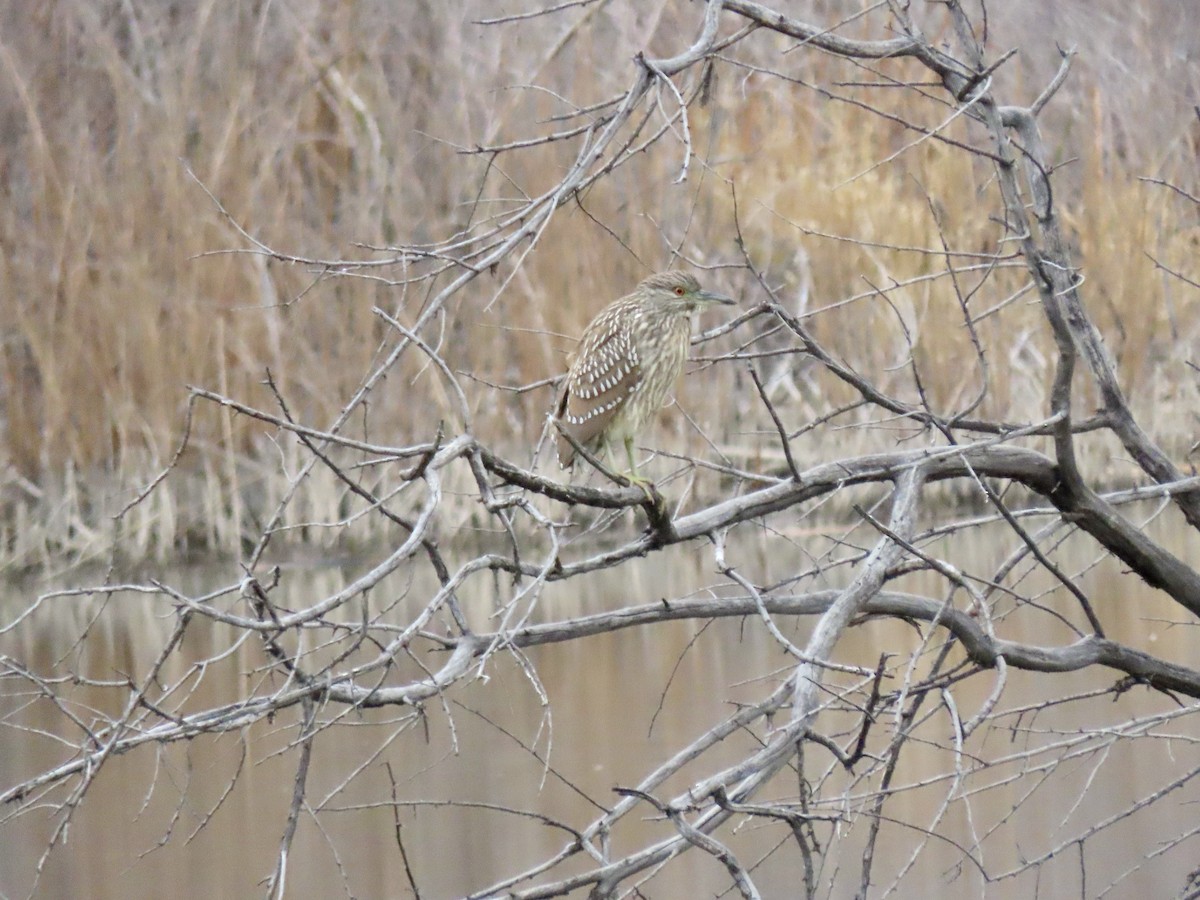 אנפת לילה - ML646137744
