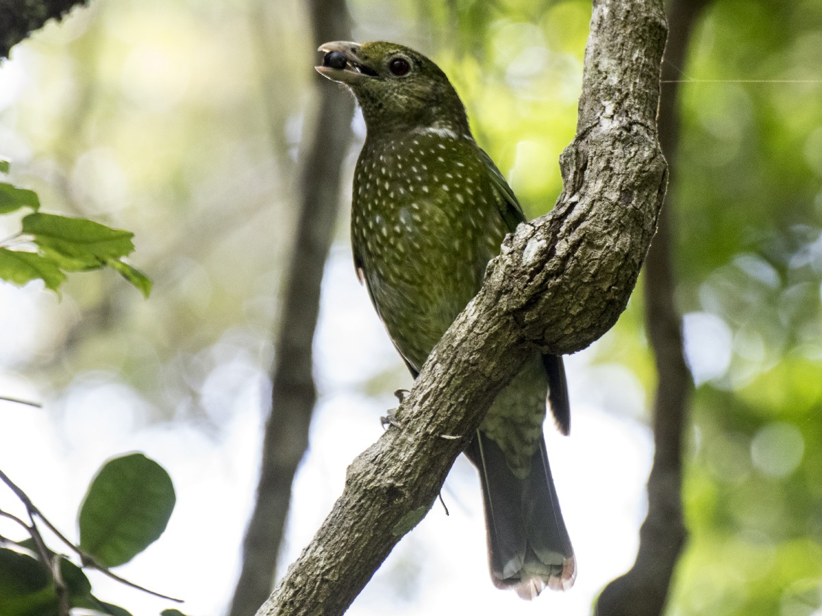 Green Catbird - ML646137745